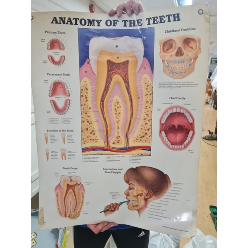 1N - Vintage anatomy of the teeth