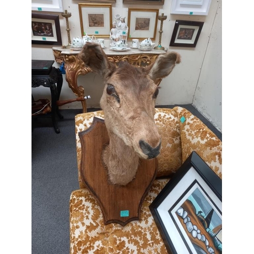 174 - Large Deer Head 