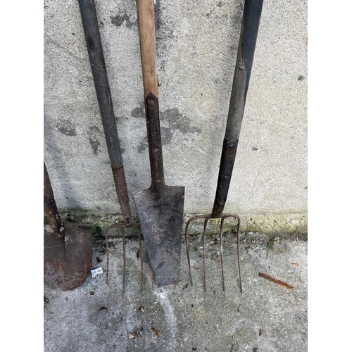 455 - Two shovels, two pitchforks and a spade. {Tallest 157 cm}