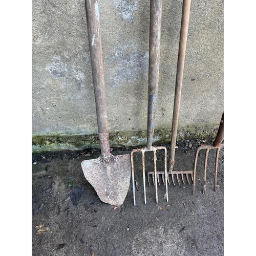 564 - Three rakes and a shovel (Tallest 160cm)