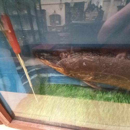 695 - Cased Taxidermy of a Pike (122cm)