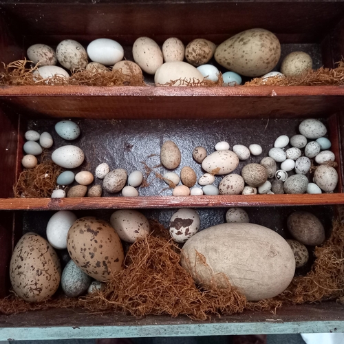 770 - Cased Collection of Specimen Birds Eggs