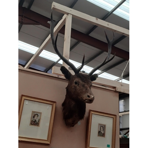 405 - Taxidermy of a Deer Head