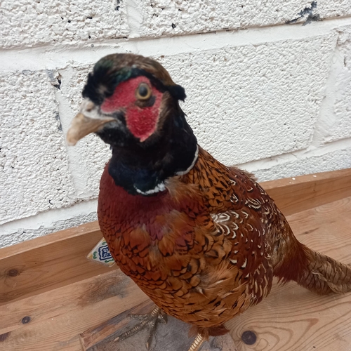 6 - Taxidermy - Pheasant