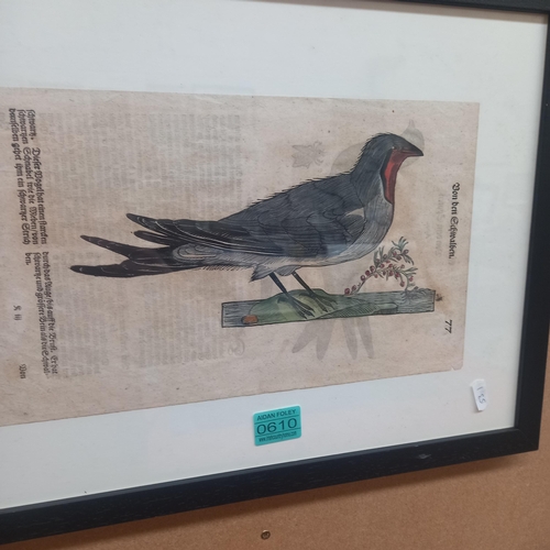 610 - Collection of 6 Framed 17th/18th Century Hand Coloured Litographs of Birds and Fish