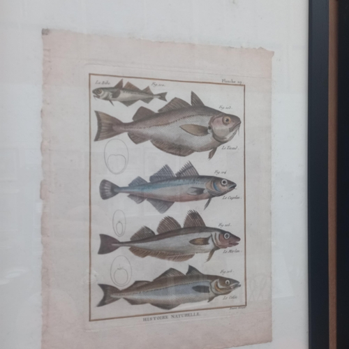 610 - Collection of 6 Framed 17th/18th Century Hand Coloured Litographs of Birds and Fish