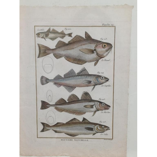 214 - Collection of 3 Hand Coloured 18th Century Litographs of Fish