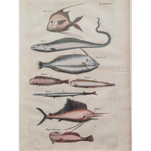 214 - Collection of 3 Hand Coloured 18th Century Litographs of Fish