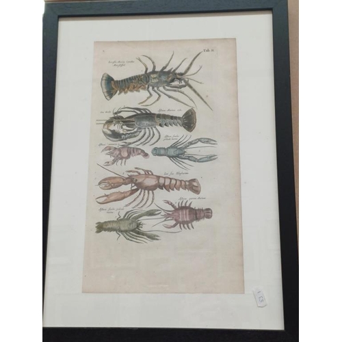 214 - Collection of 3 Hand Coloured 18th Century Litographs of Fish