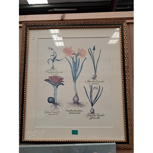 119 - Well Framed Pair of Botanical Prints