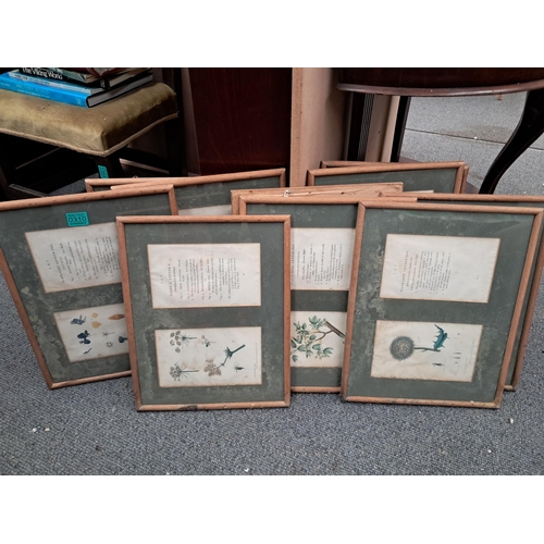 310 - Good Set of Uniformly Framed Botanical Prints - pages from an Antiquarian Books