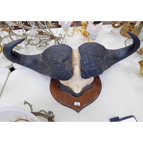 1081 - WATER BUFFALO HORNS MOUNTED ON SHIELD, 102CM LONG