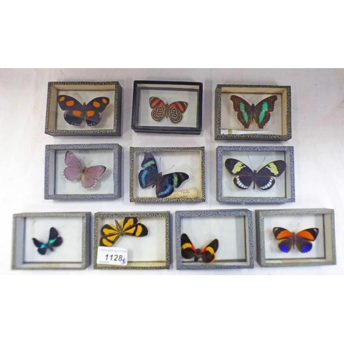 1128 - 10 CASED ENTOMOLOGY DISPLAYS INCLUDING EUCYANE MELAXANTH BRAZIL, HELICONIAS CYDNO COLUMBIA, CALLITHE... 