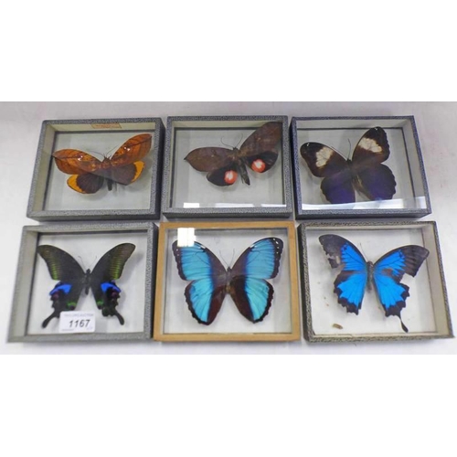 1167 - 6 CASED ENTOMOLOGY DISPLAYS TO INCLUDE MORPHO PAPYRIUS PERU, MINIODES ORNATA N. INDIA, PAPILIO ARCTU... 