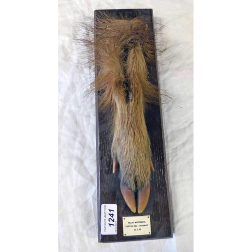 1241 - TAXIDERMY HOOF, MOUNTED ON PLINTH WITH PLAQUE 36CM LONG