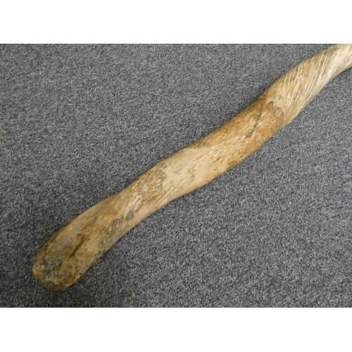 1042 - NARWHAL TUSK (MONODON MONOCEROS), 19TH CENTURY, A VERY LARGE TUSK OF NATURAL SPIRAL FORM, 215CM LONG... 