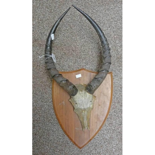 1295 - HORNS & SKULL ON WOODEN MOUNT