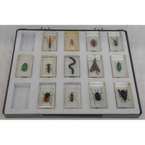 1351 - 13 ENTOMOLOGY SPECIMENS IN EPOXY