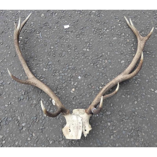 1454 - 11-POINT ANTLERS ON SKULL