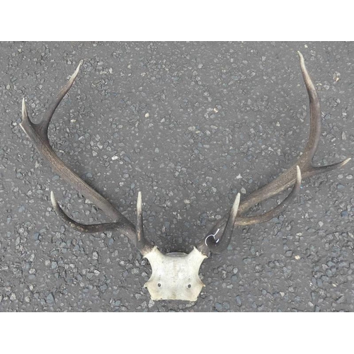 1457 - 8-POINT ANTLERS ON SKULL