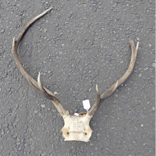 1460 - 8-POINT ANTLERS ON SKULL (AF)