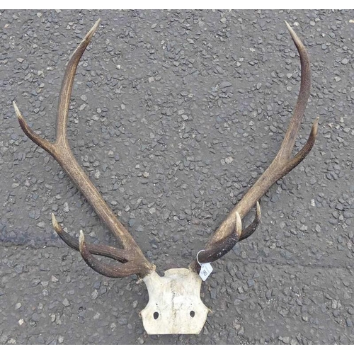 1463 - 8-POINT ANTLERS ON SKULL