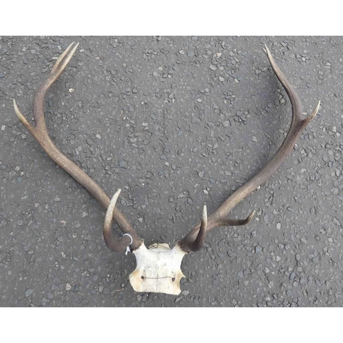 1466 - 9-POINT ANTLERS ON SKULL