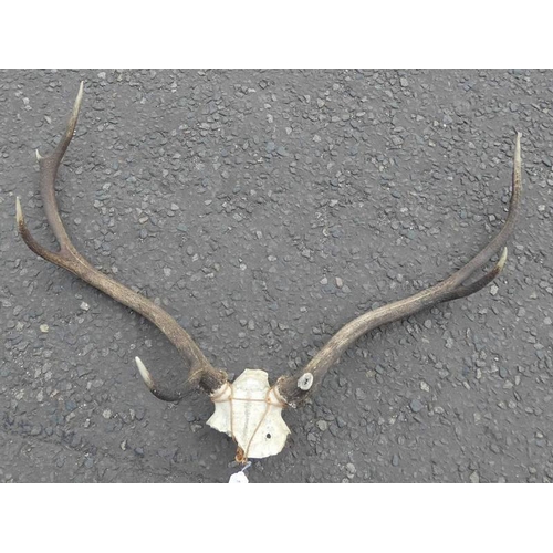 1469 - 6-POINT ANTLERS ON SKULL