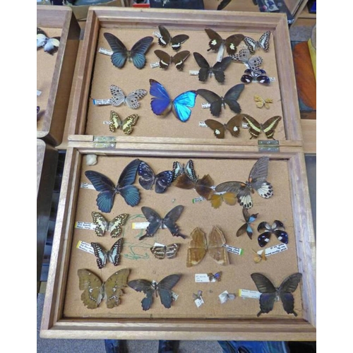 1500 - ENTOMOLOGY DISPLAY IN WOOD CASE TO INCLUDE PAPILIO DIALIS, PAPILO MEMNON AGENOS, ETC