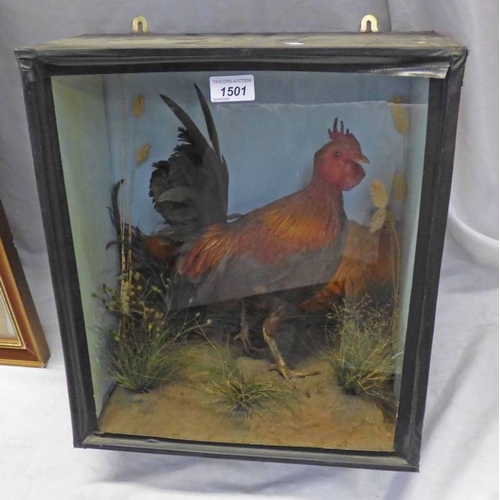 1501 - J S WRIGHT CLIFTON BEDS TAXIDERMY DISPLAY OF A COCKEREL ON FAUX FOLIAGE