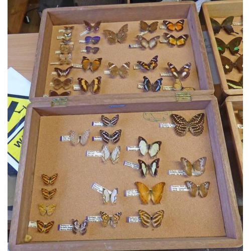 1502 - ENTOMOLOGY DISPLAY IN WOOD CASE TO INCLUDE EUTHALIA DILTEA, HYPOLIMNAS BOLINA, ETC