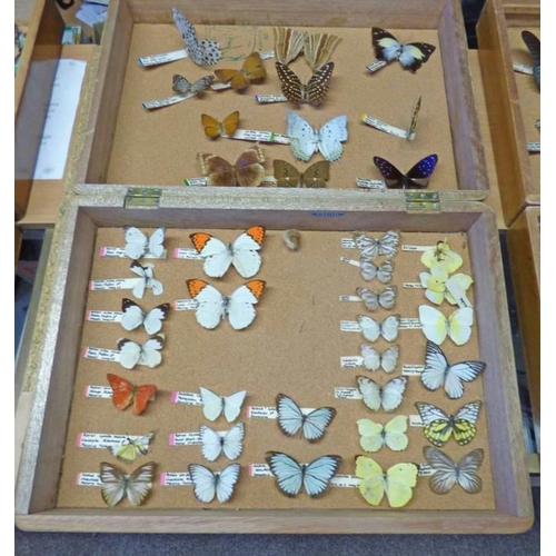 1504 - ENTOMOLOGY DISPLAY IN WOOD CASE TO INCLUDE HEBOMOIA GLAUCIPPE, PAPILIO MACHAON, ETC