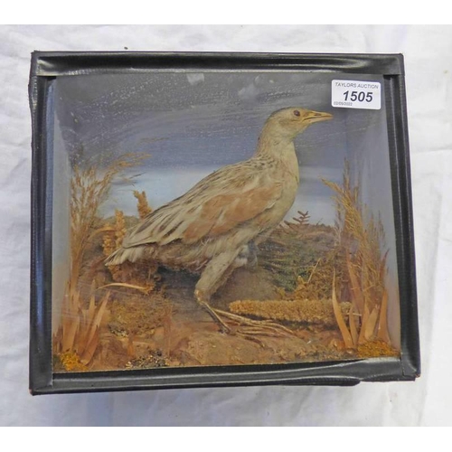 1505 - CASED TAXIDERMY DISPLAY OF A BIRD ON FOLIAGE