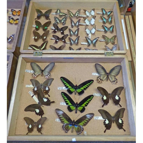 1506 - ENTOMOLOGY DISPLAY IN WOOD CASE TO INCLUDE PAPILIONIDAE, PAPILIO HELEAUS, ETC