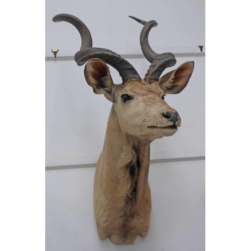 1514 - TAXIDERMY STUDY OF A KUDU, 135CM LONG