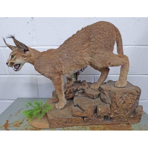 1514A - TAXIDERMY STUDY OF A CARACAL ON FAUX ROCKY OUTCROP WITH FAUX FOLIAGE, 70CM LONG AND 53CM TALL