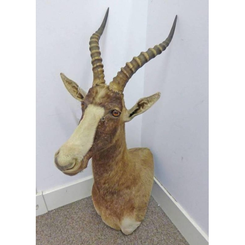 1515 - TAXIDERMY STUDY OF A BLESBOK, 100CM LONG