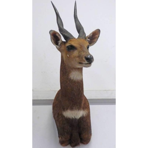 1517 - TAXIDERMY STUDY OF A BUSHBUCK, 75CM LONG