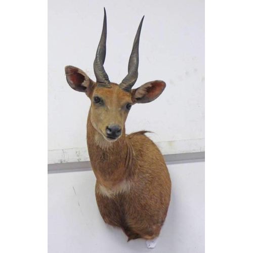 1518 - TAXIDERMY STUDY OF A BUSHBUCK, OFFSET MOUNT, 65CM LONG