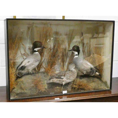 1518B - VICTORIAN CASED TAXIDERMY STUDY OF A FALCATED TEAL BY H N POSHLY, ANIMAL AND BIRD PRESERVER, AND A P... 