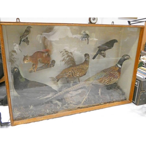 1577 - GLAZED TAXIDERMY DISPLAY CONSISTING OF VARIOUS STUDIES TO INCLUDE RED SQUIRREL, PHEASANT, GROUSE ETC... 