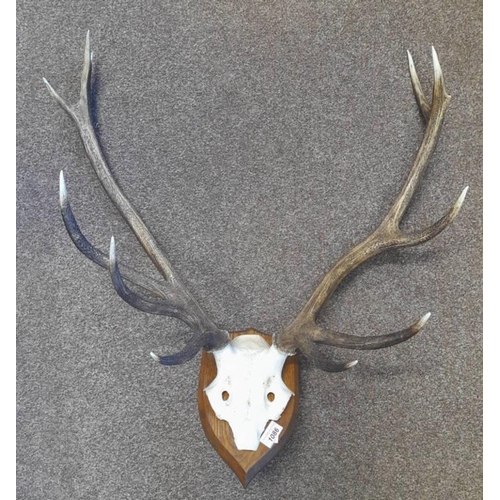 1086 - 11 POINT ANTLERS ON SHIELD