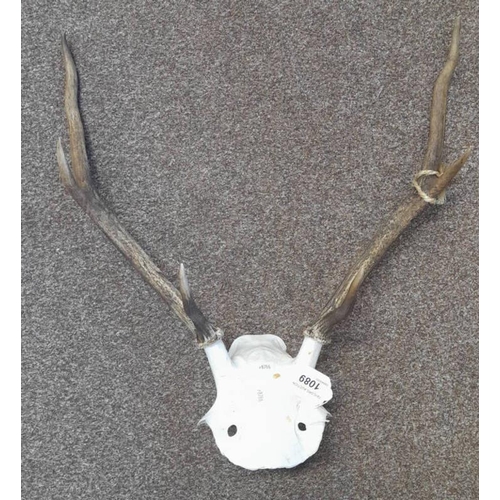 1089 - 6 POINT ANTLERS ON SKULL SECTION