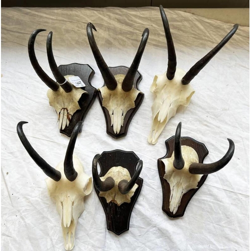 1447 - ADULT ALPINE CHAMOIS HORNS, 4 ON MOUNTS -6-