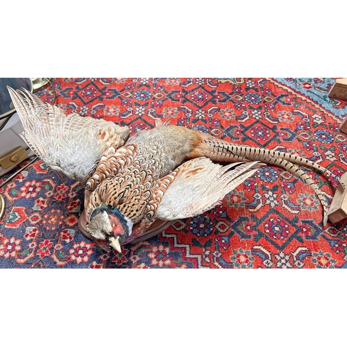 1586 - TAXIDERMY STUDY OF PHEASANT ON WALL MOUNT, 50CM ACROSS