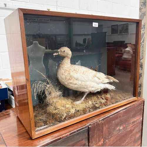 1593 - TAXIDERMY STUDY OF A DUCK ON FAUX FOLIAGE IN GLAZED CASE, 82CM ACROSS