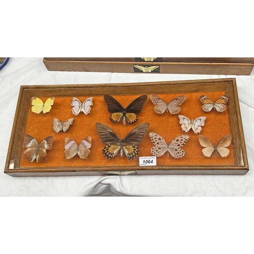 1064 - FRAMED GLAZED ENTOMOLOGY DISPLAY CONSISTING OF 12 EXAMPLES TO INCLUDE CHOCOLATE TIGER, BLACK VEIN TI... 