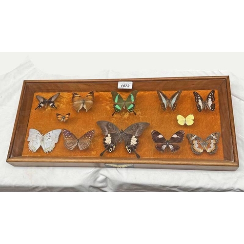 1072 - FRAMED GLAZED ENTOMOLOGY DISPLAY CONSISITING OF 12 EXAMPLES SUCH AS STRIPED BLUE MIME, MALAYAN JAY, ... 