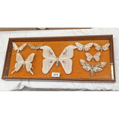 1079 - FRAMED GLAZED ENTOMOLOGY DISPLAY CONSISTING OF 8 EXAMPLES TO INCLUDE DEAD HEAD MOTH, ATLAS MOTH, LUN... 