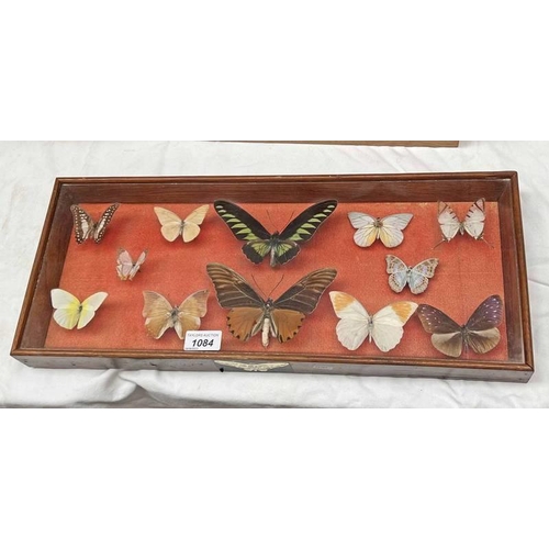 1084 - FRAMED GLAZED ENTOMOLOGY DISPLAY CONSISTING OF 12 EXAMPLES MOUNTED ON PINS. 54CM X 23CM